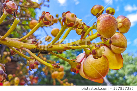 Cannonball tree Shorea Robusta with flower and brown fruits Brazil. Cannonball tree Shorea Robusta with flower and brown fruits Brazil. 137837385