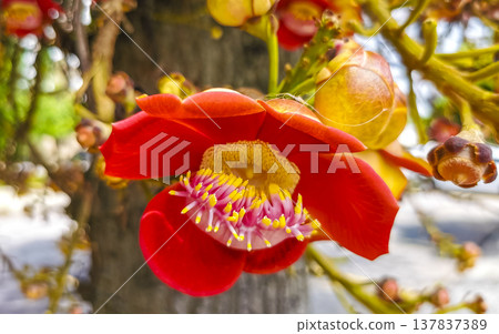 Cannonball tree Shorea Robusta with flower and brown fruits Brazil. Cannonball tree Shorea Robusta with flower and brown fruits Brazil. 137837389
