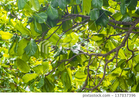 Green tropical plants flowers leaves leaf tree trees nature Brazil. Green tropical plants flowers leaves leaf tree trees nature Brazil. 137837396