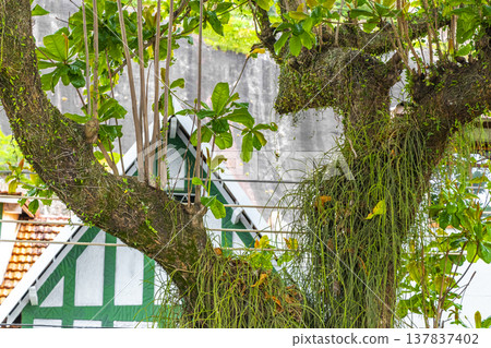 Green tropical tree leaves fruit and blue cloudy sky Brazil. Green tropical tree leaves fruit and blue cloudy sky Brazil. 137837402