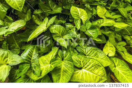 Green tropical plants flowers leaves leaf tree trees nature Brazil. Green tropical plants flowers leaves leaf tree trees nature Brazil. 137837415