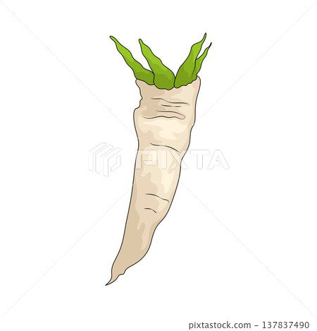 Illustration of daikon Illustration of daikon 137837490