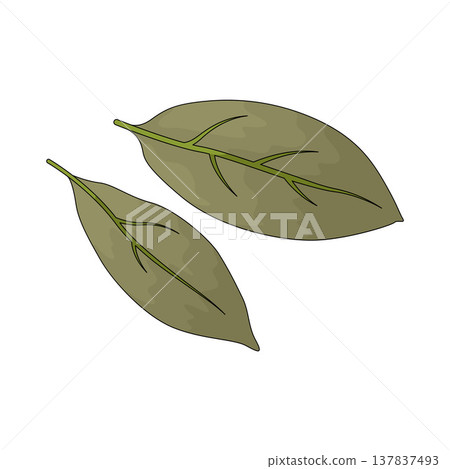 Illustration of bay leaf 137837493
