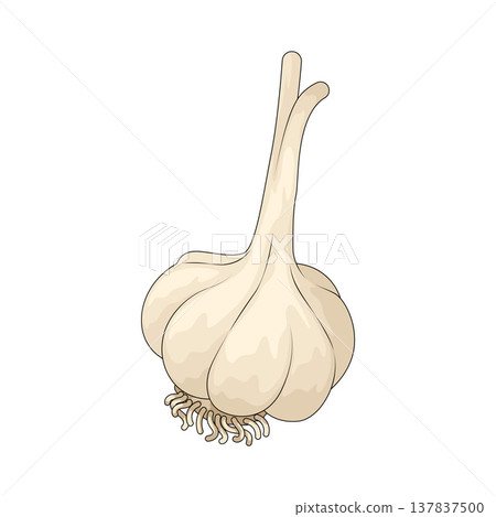 Illustration of Garlic Illustration of Garlic 137837500