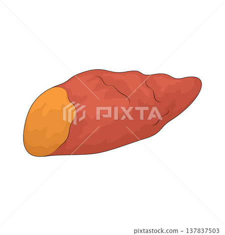 Illustration of Sweet Potato Illustration of Sweet Potato 137837503