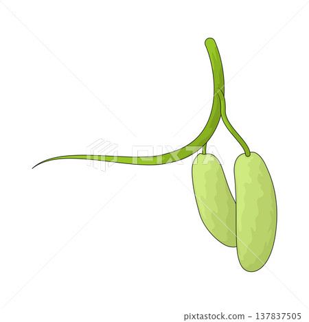 Illustration of Chayote 137837505