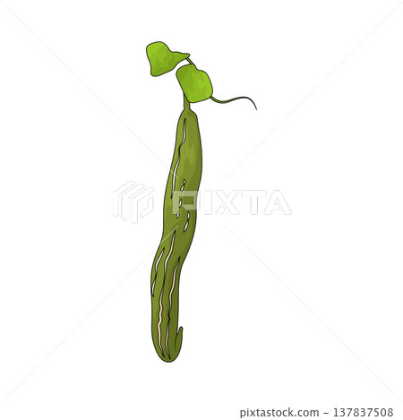 Illustration of Snake Gourd Illustration of Snake Gourd 137837508