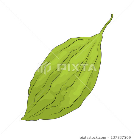 Illustration of Bitter Melon Illustration of Bitter Melon 137837509