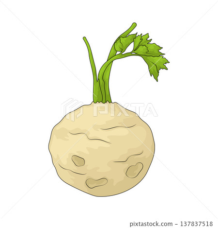 Illustration of Celeriac Illustration of Celeriac 137837518