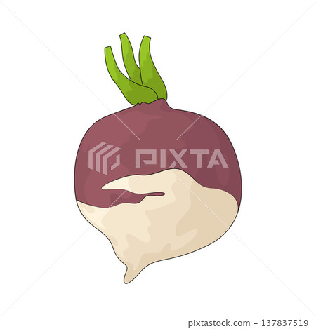 Illustration of Rutabaga 137837519