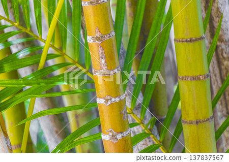 Green yellow bamboo palm trees Rio de Janeiro Brazil. Green yellow bamboo palm trees Rio de Janeiro Brazil. 137837567