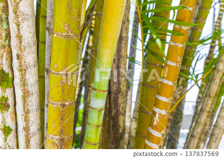 Green yellow bamboo palm trees Rio de Janeiro Brazil. Green yellow bamboo palm trees Rio de Janeiro Brazil. 137837569