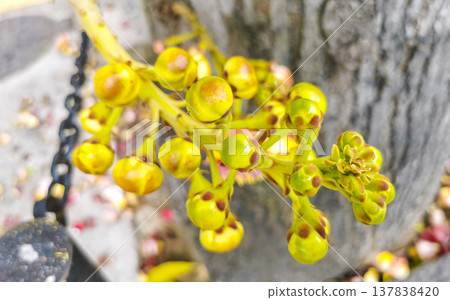 Cannonball tree Shorea Robusta with flower and brown fruits Brazil. Cannonball tree Shorea Robusta with flower and brown fruits Brazil. 137838420