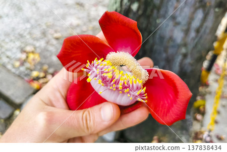 Cannonball tree Shorea Robusta big flower in the hand Brazil. 137838434