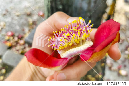 Cannonball tree Shorea Robusta big flower in the hand Brazil. 137838435