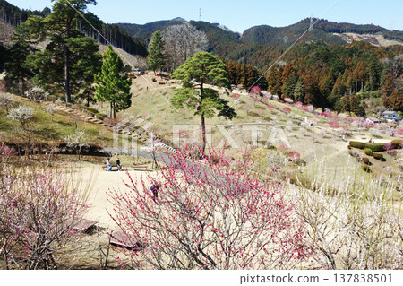 Plum Park in Ome City, Tokyo (10 years since replanting) 137838501