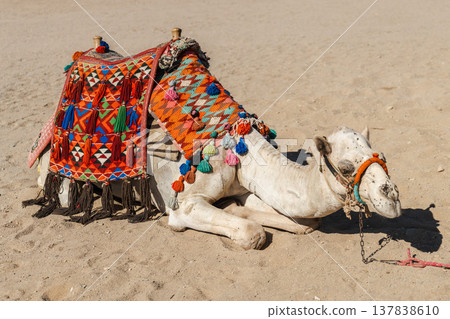 Decorated camel with colorful saddle resting on sand in Egyptian desert tourist location 137838610