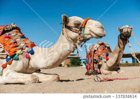 Two decorated camels resting on sand in Egyptian desert ready for tourist rides 137838614