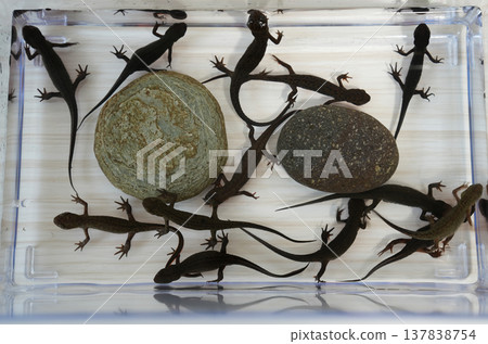 一群日本火腹蠑螈在水箱裡活力四射地遊動著。 137838754