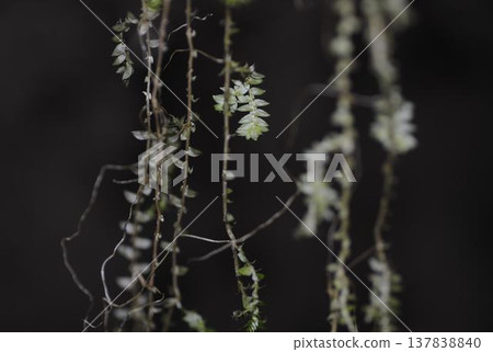 下垂的植物 137838840