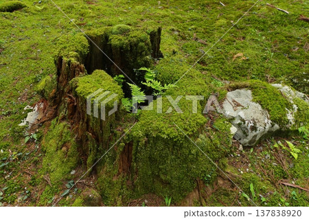 A moss-covered cedar tree stump 137838920