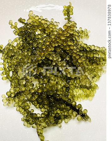 Sea grapes - Okinawan ingredients - Okinawan seaweed Sea grapes - Okinawan ingredients - Okinawan seaweed 137838978