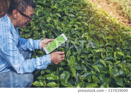 Smart farmer holding smartphone in eco green farm sustainable quality control. Close up Hand control planting tree. Farmer hands cultivated fresh garden in eco biotechnology. Farmland technology 137839000