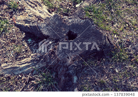 樹墩 樹墩 137839048