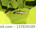 Stonefly stonefly 137839189
