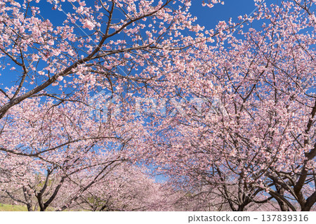 《埼玉縣》美麗的安陽櫻花林/北淺羽櫻堤公園 137839316