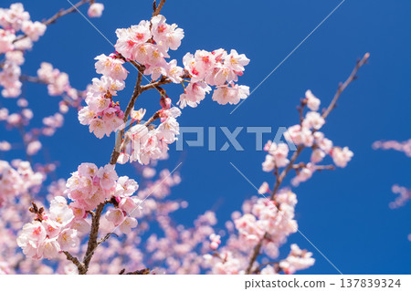 《Saitama Prefecture》 Beautiful Angyō Kanzakura Row of Cherry Blossom Trees/Kita Asaba Sakurazutsumi Park 137839324