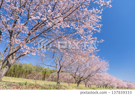 《埼玉縣》美麗的安陽櫻花林/北淺羽櫻堤公園 137839333
