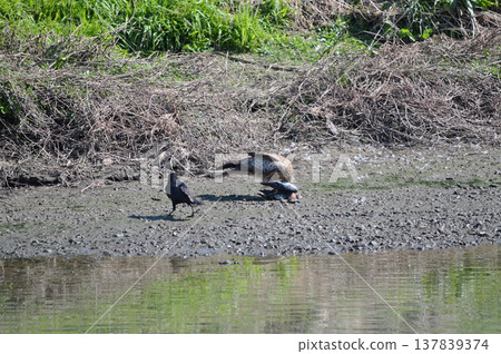 A kite guarding its prey, and a crow gazing wistfully from behind. A kite guarding its prey, and a crow gazing wistfully from behind. 137839374
