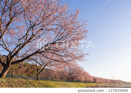 《埼玉縣》美麗的安陽櫻花林/北淺羽櫻堤公園 137839400