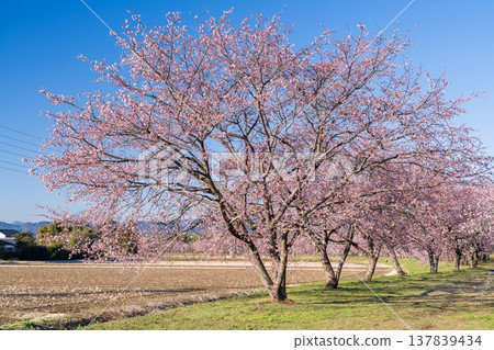 《埼玉縣》美麗的安陽櫻花林/北淺羽櫻堤公園 137839434