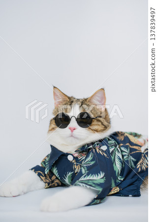 songkran and summer season concept with scottish cat wearing summer cloth and sunglasses on white background 137839497