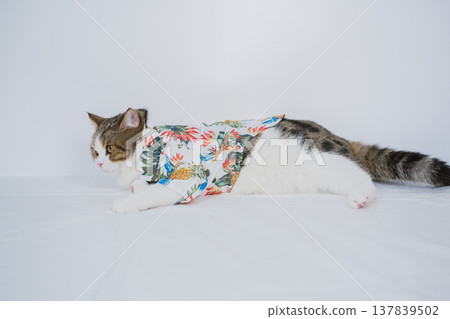 songkran and summer season concept with scottish cat wearing summer cloth and sunglasses on white background songkran and summer season concept with scottish cat wearing summer cloth and sunglasses on white background 137839502