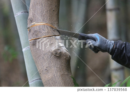 A man cutting wood with a saw. 137839568
