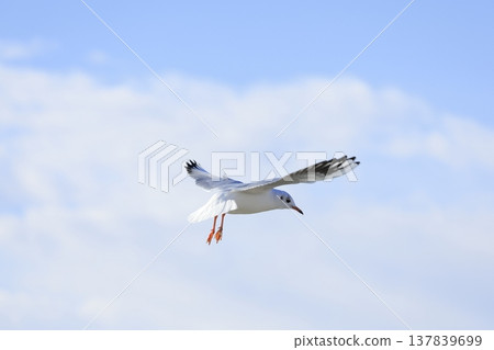Black-headed gulls on the Tama River 137839699