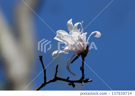 日本特有的木蘭科植物開花 日本特有的木蘭科植物開花 137839714