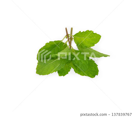 Fresh spearmint leaves (Mint, peppermint) Fresh spearmint leaves (Mint, peppermint) 137839767