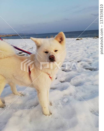A white Akita dog and snow 137839810