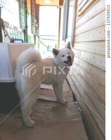 Smiling Akita Inu puppy Smiling Akita Inu puppy 137839815