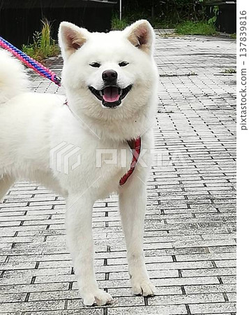 A smiling Akita dog A smiling Akita dog 137839816