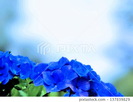 深藍色繡球花 137839829