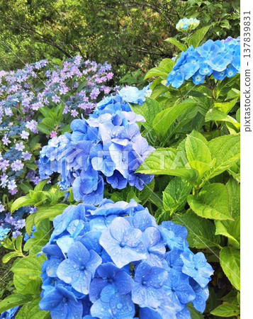 Hydrangeas brighten the gloomy mood of the rainy season. Hydrangeas brighten the gloomy mood of the rainy season. 137839831