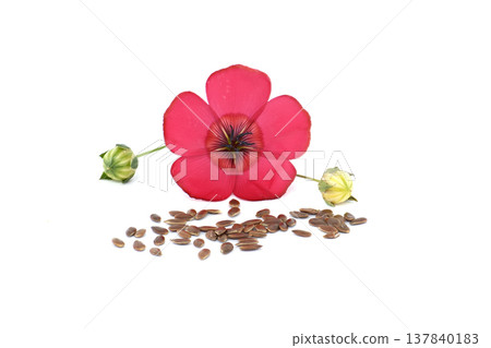 Red Flax Flower With Flax Seeds and Buds On White Background, Flaxseed Linseed Concept Red Flax Flower With Flax Seeds and Buds On White Background, Flaxseed Linseed Concept 137840183