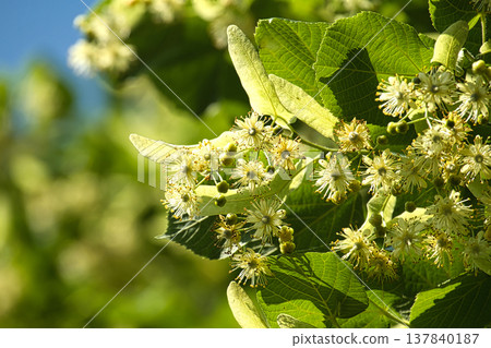 Fragrant linden tree flowers and their distinctive leaves, bathed in sunlight Fragrant linden tree flowers and their distinctive leaves, bathed in sunlight 137840187