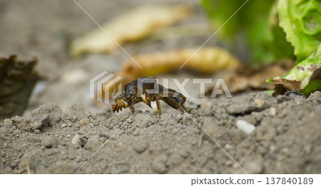 Close-up macro shot of a mole cricket with powerful digging forelegs on the soil surface 137840189