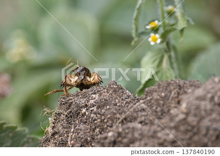 Mole Cricket Emerging From Soil in a Garden Burrow 137840190